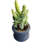 Berke Fidancılık Kaktüs Opuntia Subulata (5.5 cm Beton Saksı )