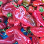 Berke Fidancılık Kapya Tatlı Salçalık Biber Tohumu 5 gr Paket