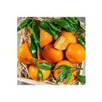 Berke Fidancılık Klemantin Kokulu Çekirdeksiz Mandalina Fidanı, Torbada