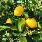 Berke Fidancılık Limon Fidanı / Yediveren