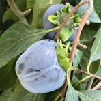 Berke Fidancılık Özel Tür Tüplü ve Aşılı Black (Siyah) Trabzon Hurma Fidanı (Diospyros Kaki L.) Özellikleri