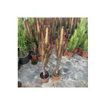 Berke Fidancılık Sınırlı Üretim Bol Dallı Euphorbia Trigona Red - Afrika Kırmızı Süt Ağacı Kaktüsü