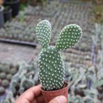 Berke Fidancılık Tavşan Kaktüs/Beyaz Dikenli (Opuntia Microdasys Albata) (5.5 Cm Saksıda Özel Ürün)