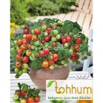 Beşdeli Salkım Domates Tohumu