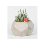 Beşgen Saksıda Haworthia