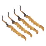 BESPORTBLE 4pcs Cordyceps Model Geleneksel Tıp Mağazası Sahneleri Ve Çin Tıp Mağazası Doktorları Oyun Doktor Kiti Için Yapay Maddeler