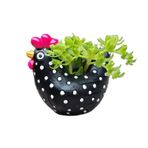 BestAlice 2.5in Mini Tavuk Etli Ekici, Beyaz Noktalar Siyah Horoz Dekoratif, Reçine Hayvan Saksı, Mini Bitkiler için Küçük Bitki Konteyneri Kapalı Dış Mekan Süslemeleri, Bahçe Hediyesi
