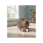 Bestie Kaymaz Taban Paslanmaz Metal Kedi Köpek Mama ve Su Kabı - 22 cm