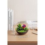 Beta Akvaryumu 11 Cm Mini Cam Fanus Betta Balığı İçin Masaüstü Akvaryum, Dekoratif Cam Akvaryum