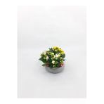 Beton Disk Saksıda Mix Kalanşo Kalanchoe