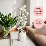 Beton Saksıda Gerçek Taş Yosunlu Yapay Japon Kiraz Çiçeği,saksı ,aranjman , Ev Dekorasyon, - Beyaz