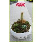 Beton Saksıda Kaktüs Aranjman Kkhh