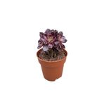 Betonish Aeonium Arboreum 'Schwarz Kopf' (Sukulent)