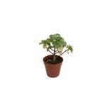 Betonish Aeonium Kiwi (Sukulent)