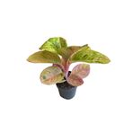 Betonish Aglaonema 'Apple Fantasy' (Çin Herdemyeşili)
