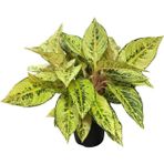 Betonish Aglaonema 'Chartreuse Pretty' (Çin Herdemyeşili)