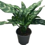 Betonish Aglaonema 'Maria'