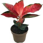 Betonish Aglaonema ‘Red Zircon’