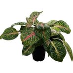 Betonish Aglaonema 'Spring Red' (Çin Herdemyeşili)