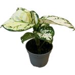 Betonish Aglaonema 'white Joy'