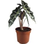 Betonish - Alocasia Amazonica 'Polly' (Fil Kulağı)