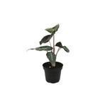 Betonish Alocasia 'pembe Ejderha' (FİL KULAĞI)