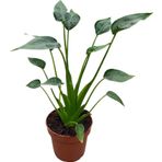 Betonish Alocasia 'tiny Dancers' (Fil Kulağı)