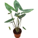 Betonish - Alocasia Zebrina (Fil Kulağı)