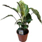 Betonish Calathea 'Confusion' (Dua Çiçeği)