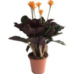 Betonish - Calathea Crocata (Dua Çiçeği)