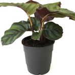 Betonish - Calathea Fasciata (Dua Çiçeği)