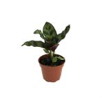 Betonish - Calathea Lancifolia (Dua Çiçeği)