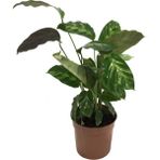 Betonish Calathea 'Misto' (Dua Çiçeği)