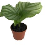 Betonish Calathea Orbifolia (Dua Çiçeği)