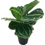 Betonish Calathea Roseopicta 'Green Medallion' (Dua Çiçeği)