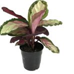 Betonish - Calathea Roseopicta 'Rosy' (Dua Çiçeği)