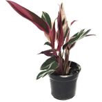 Betonish Calathea Triostar (Dua Çiçeği)