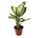 Betonish Dieffenbachia Camille (Difenbahya Çiçeği)