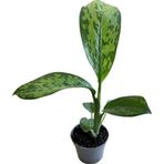 Betonish Dieffenbachia 'Crocodile' (Difenbahya Çiçeği)