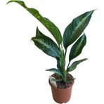 Betonish Dieffenbachia 'Panther' (Difenbahya Çiçeği)