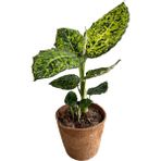 Betonish Dieffenbachia Reflector (Difenbahya)