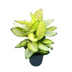 Betonish Dieffenbachia 'Summer Style' (Difenbahya Çiçeği)