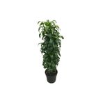 Betonish Dracaena Fragrans 'Dorado'
