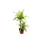 Betonish Dracaena Fragrans 'Lemon Lime'
