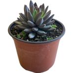 Betonish Echeveria Agavoides 'Black Swan' (Sukulent)