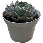 Betonish Echeveria 'Canadian' (Sukulent)