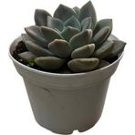 Betonish Echeveria 'German Champaign' (Sukulent)