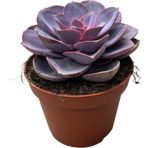 Betonish Echeveria Gibbiflora 'Purple Pearl' (Sukulent)