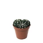 Betonish Echinopsis Subdenudata (Kaktüs)