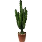 Betonish Euphorbia Ingens (Kaktüs)